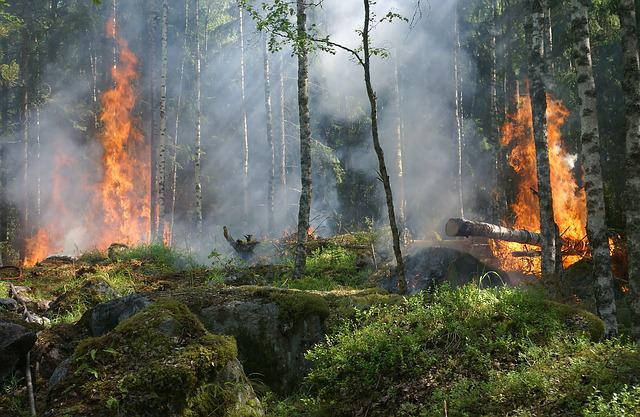 Bosbrand op vakantie